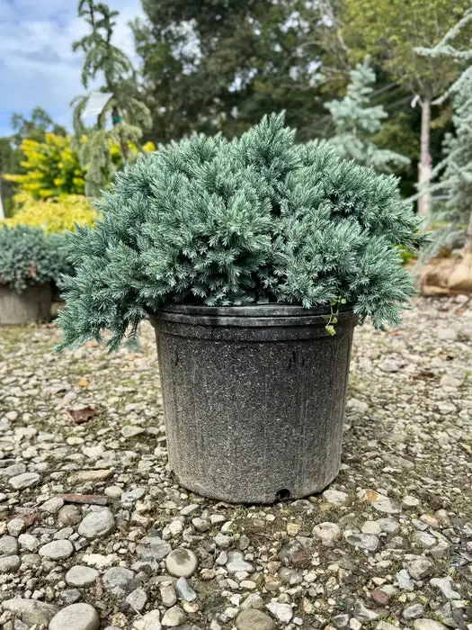 Evergreen Plants for Pots