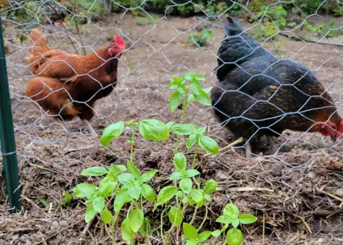 Can Chickens Eat Cilantro