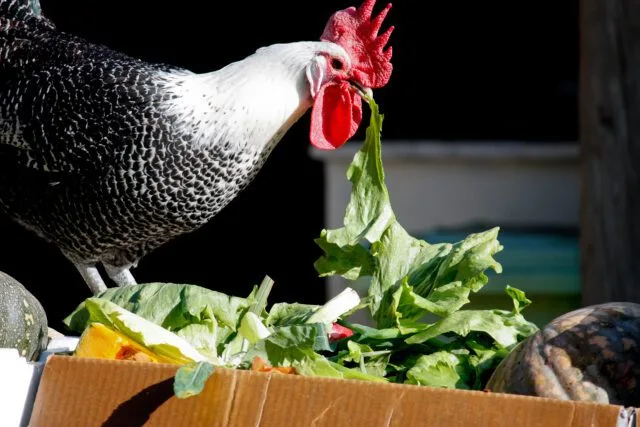 Can Chickens Eat Cilantro