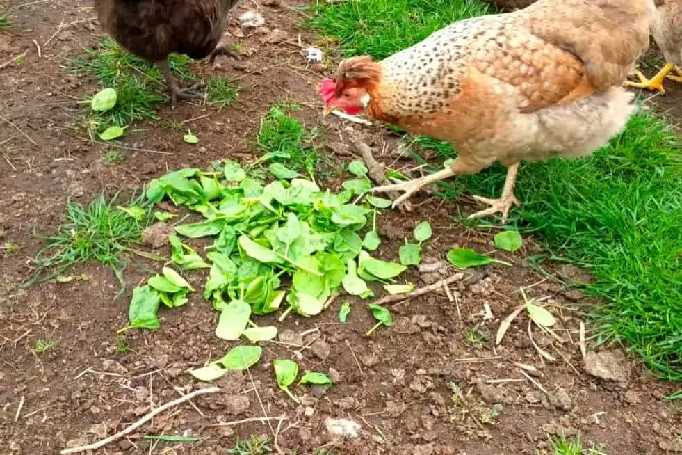 Can Chickens Eat spinach