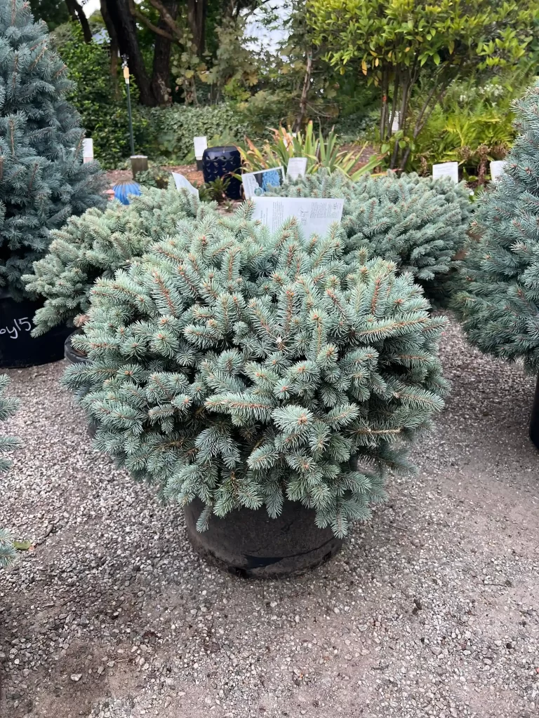 Evergreen Plants for Pots