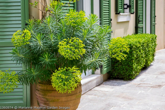 Euphorbia characias ‘Wulfenii