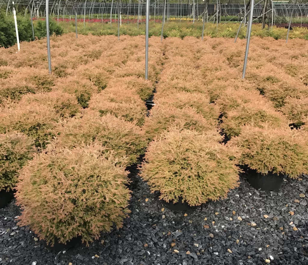 Fire Chief Arborvitae