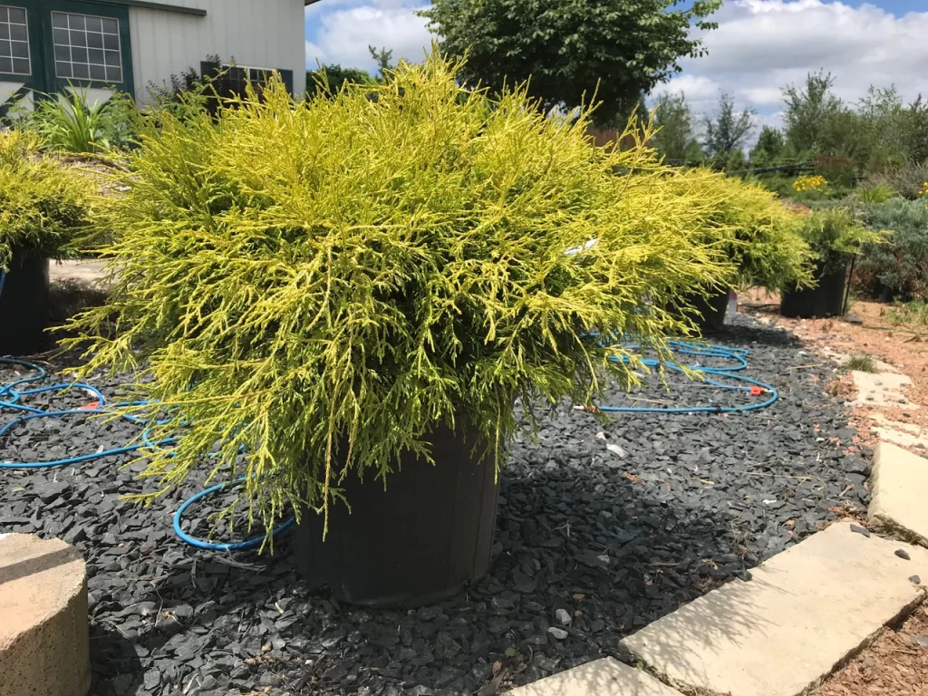 Golden Threadleaf Cypress