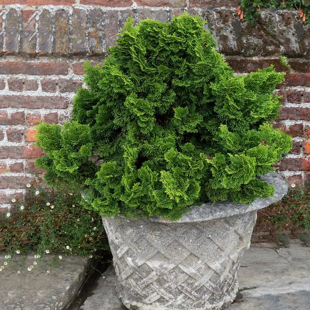 Evergreen Plants for Pots