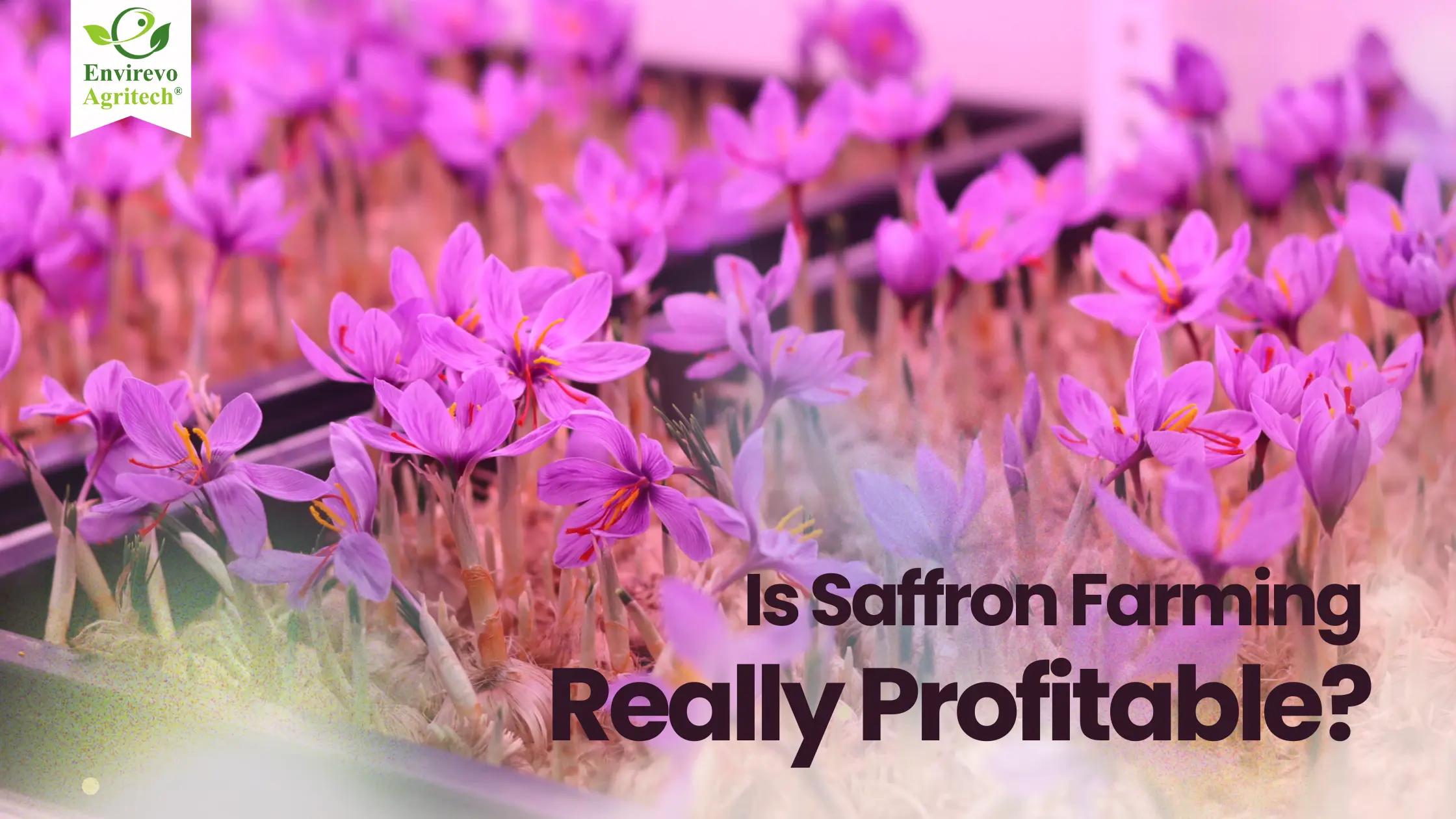 Saffron Farming