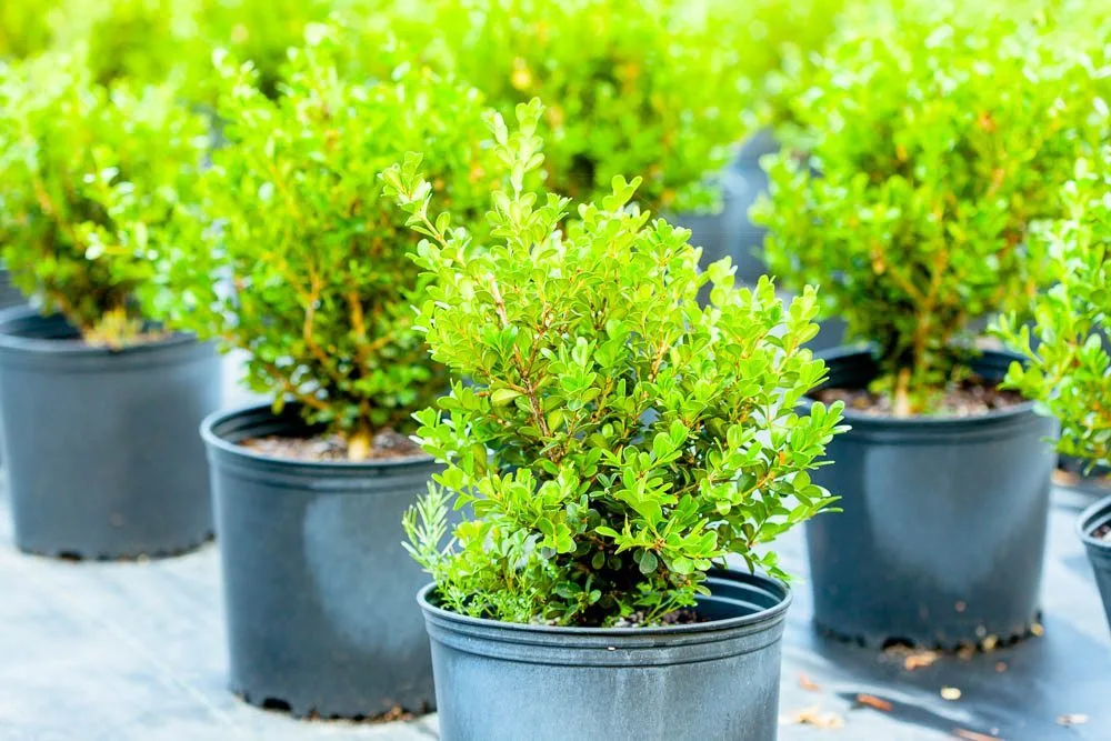 Japanese Boxwood
