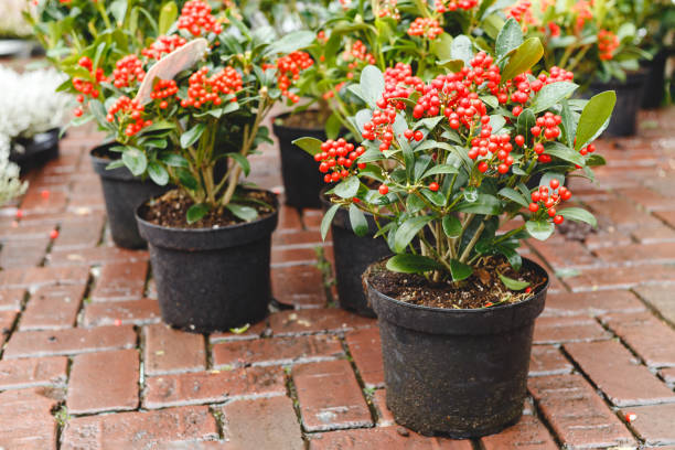 Evergreen Plants for Pots