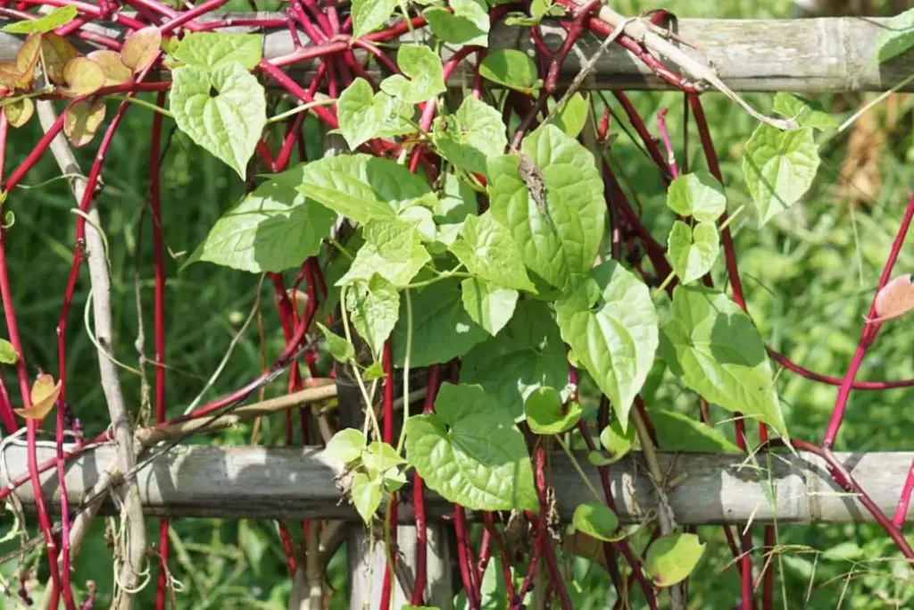 Malabar Spinach