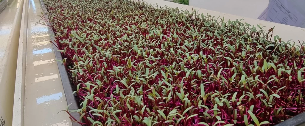 Microgreens