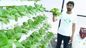 Most Profitable Hydroponic Crops to Grow