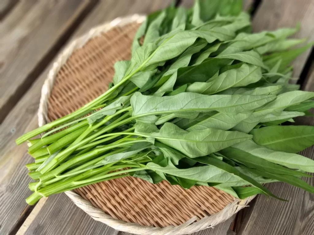 Water Spinach