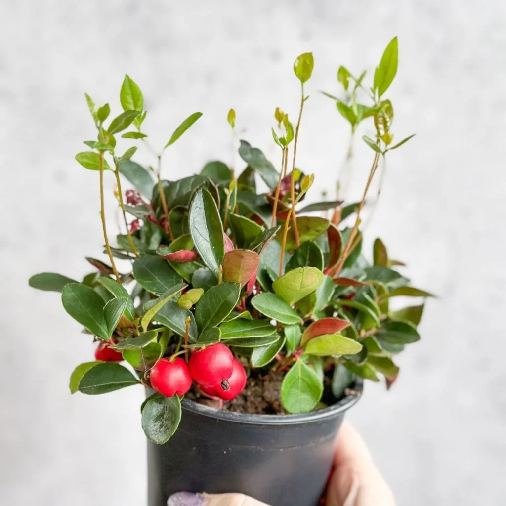 Evergreen Plants for Pots