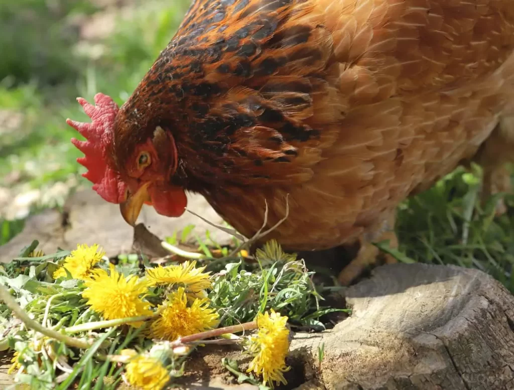 Can Chickens Eat Dandelion Greens