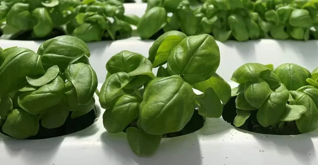 most profitable hydroponic crops