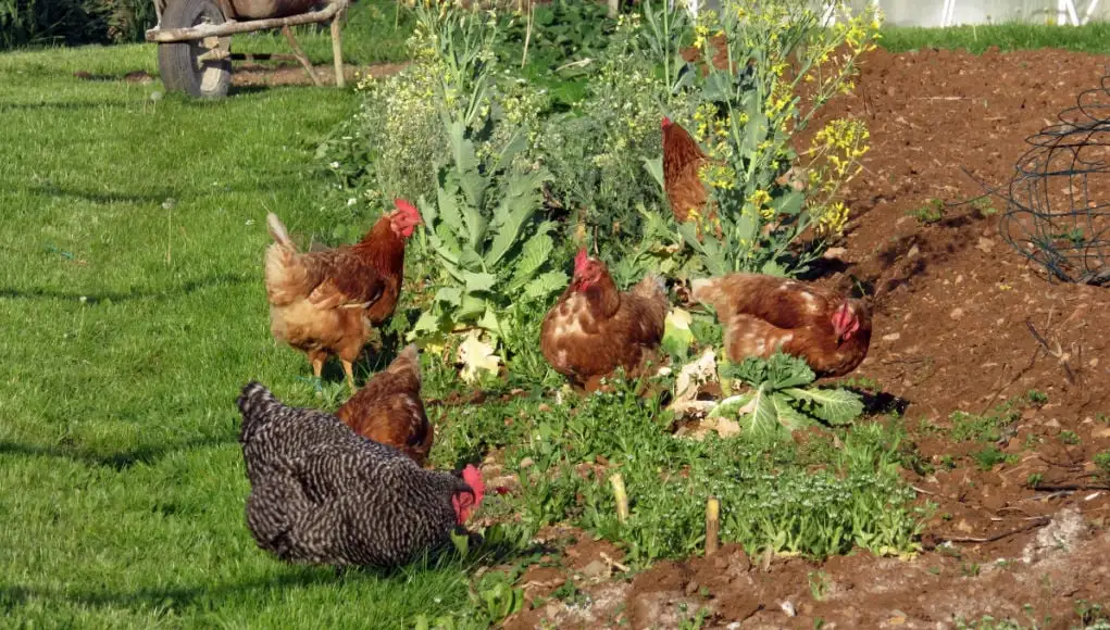 chickens eat kale