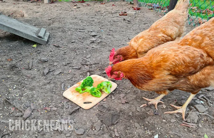 can chickens eat Broccoli Leaves & Stems