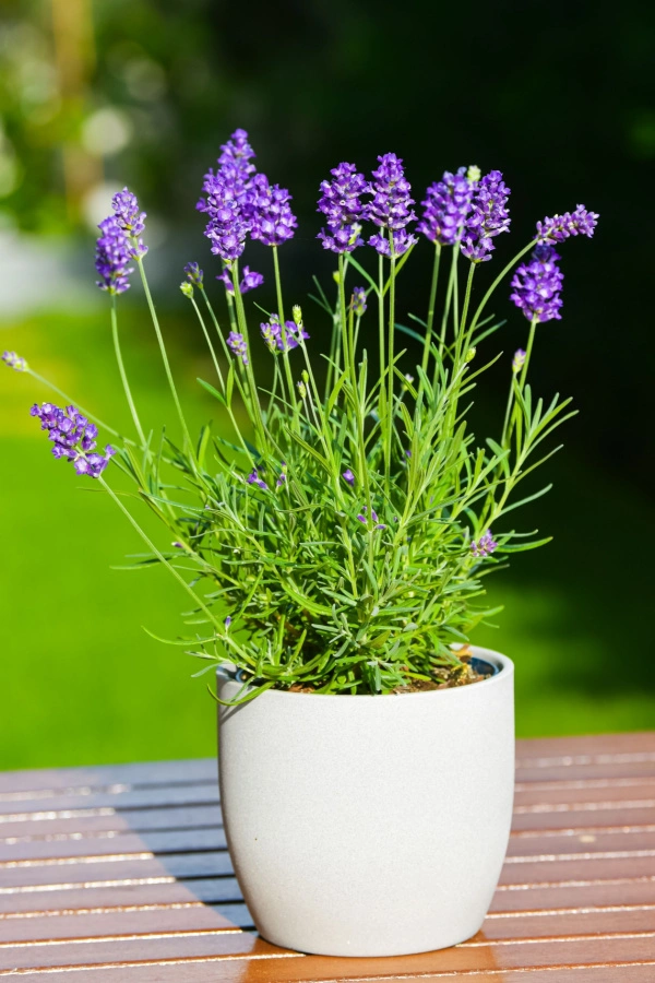 Lavender- Evergreen Plants for Pots