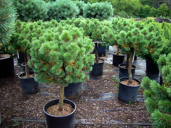 Evergreen Plants for Pots