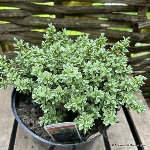 Hebe ‘Silver Queen’