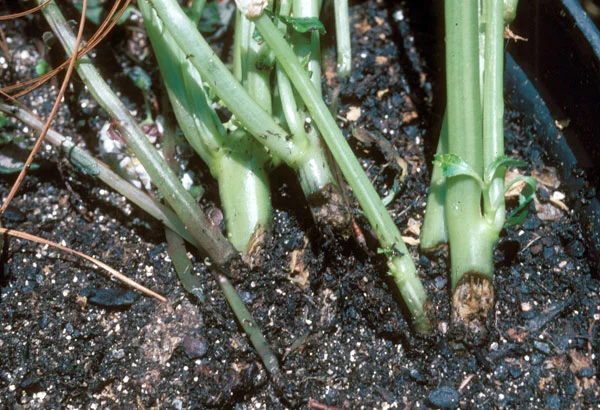 Symptoms of Foot Rot and Collar Rot