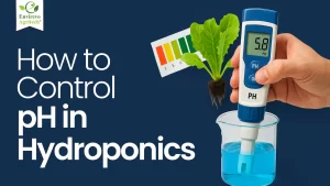 How to Control pH of Hydroponic Nutrient Solution