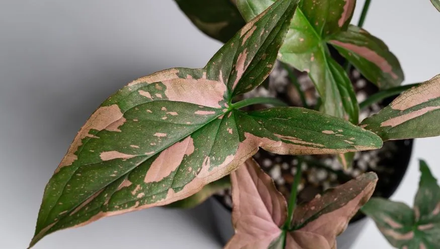 Variegation in plants