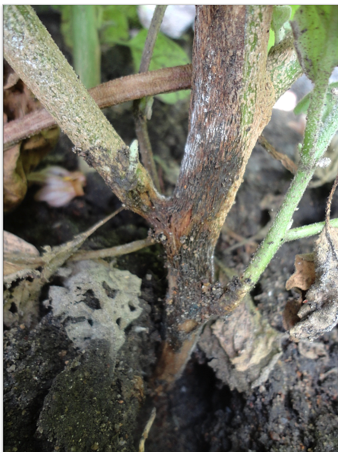 Symptoms of Foot Rot and Collar Rot