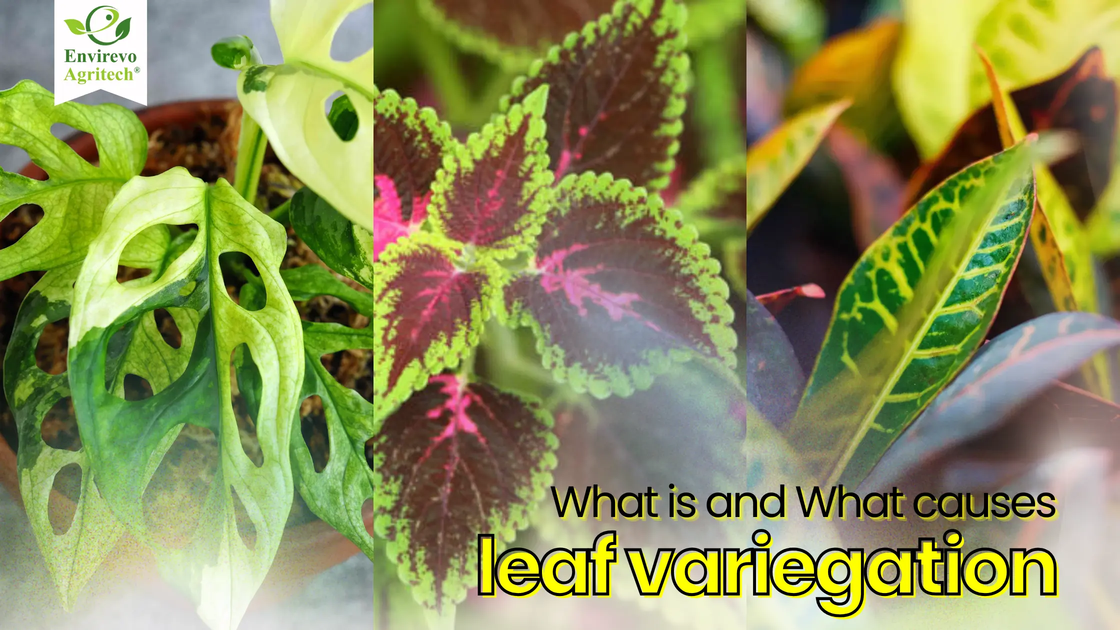 What is leaf variegation