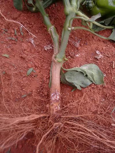 Symptoms of Foot Rot and Collar Rot