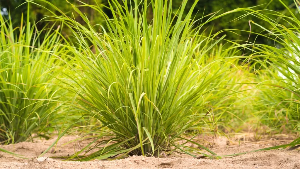 Mosquito Repelling Garden