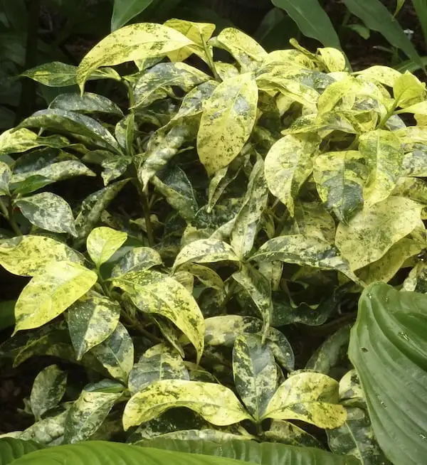 Variegation in plants