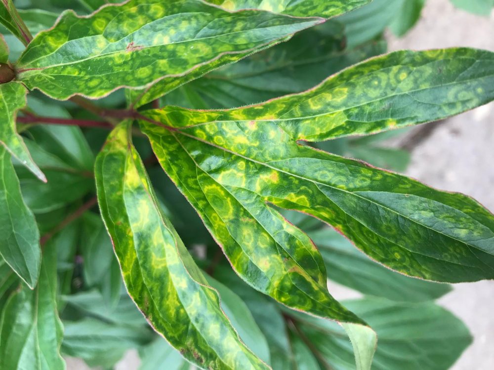Viral Variegation