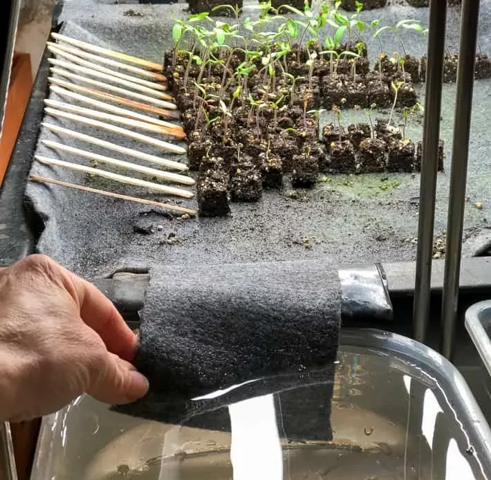 Capillary-Based Subsurface Irrigation