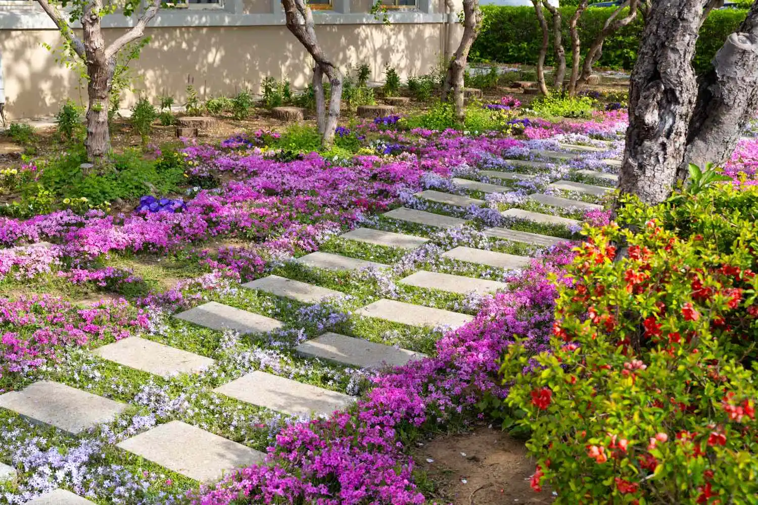 10 Best Evergreen Ground Cover Plants for a Low-Maintenance Yard