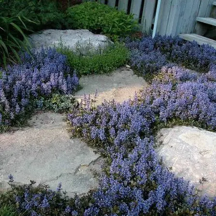Ajuga Reptans- evergreen ground cover