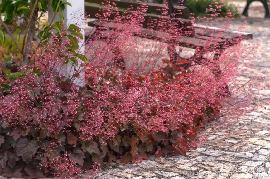 Coral Bells
