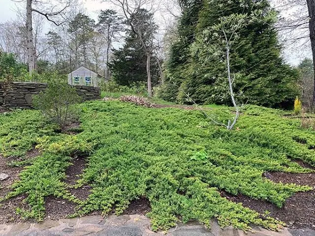 Creeping Juniper