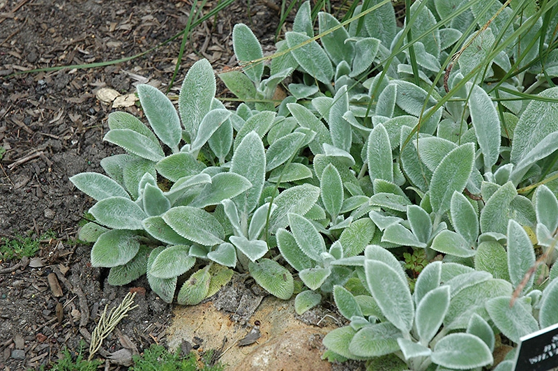 Lamb’s Ear