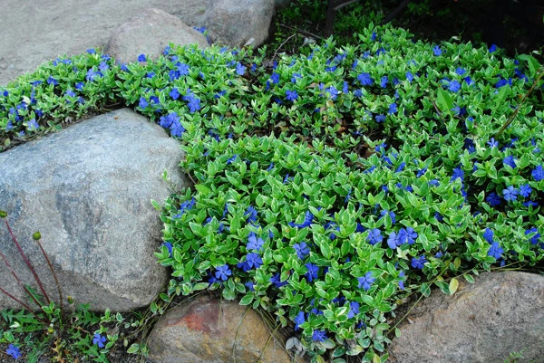 evergreen ground cover