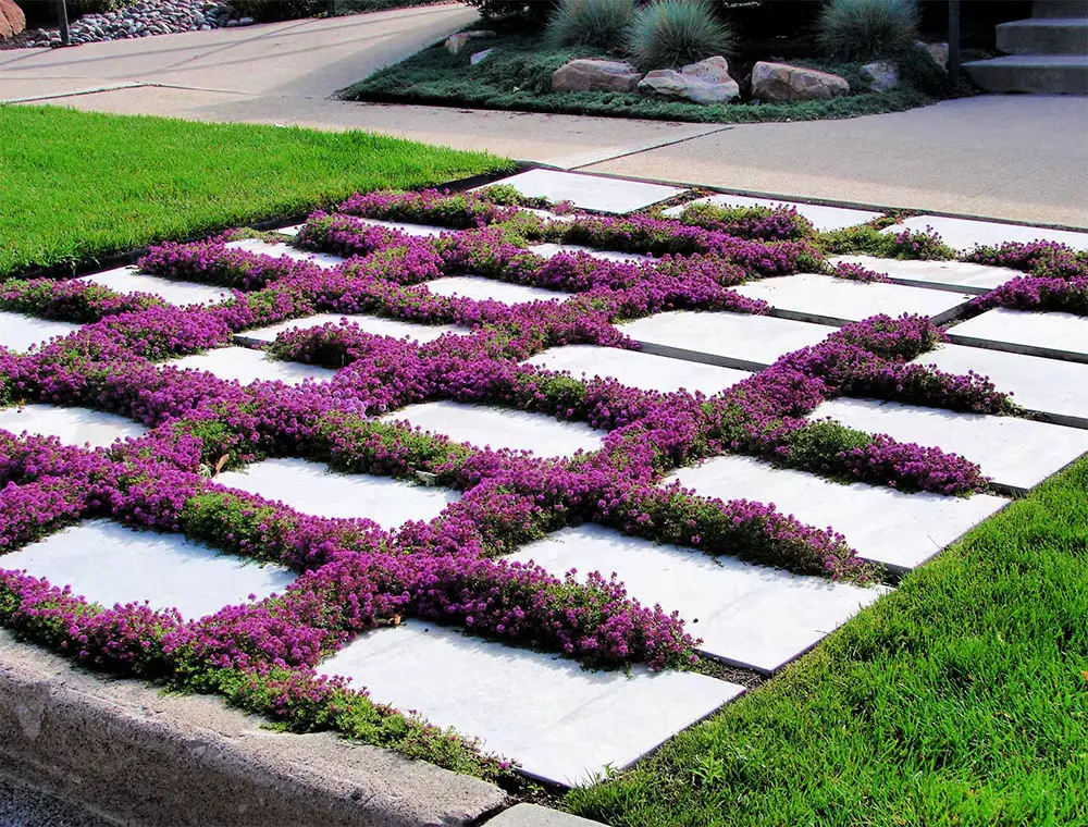 Creeping Thyme