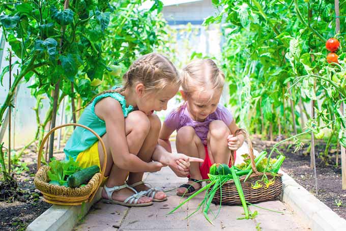 Garden Bucket and Harvest Basket